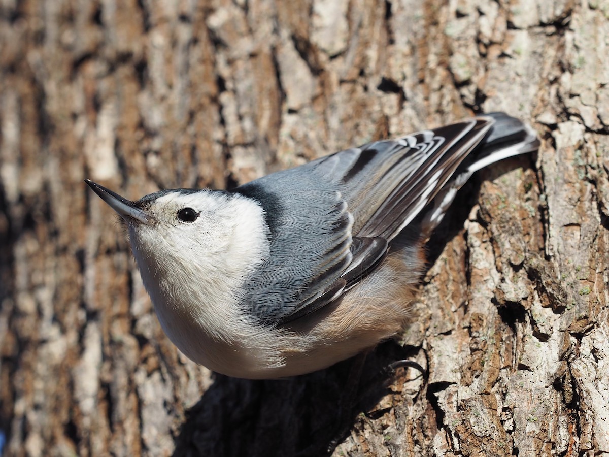 White-breasted Nuthatch - ML617138435