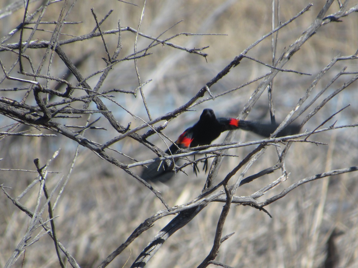 Red-winged Blackbird - ML617138436