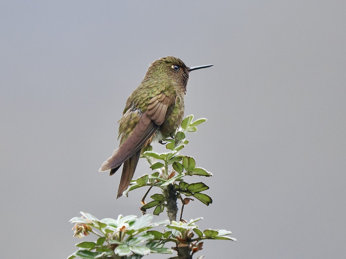 Violet-throated Metaltail - Gabriel Willow