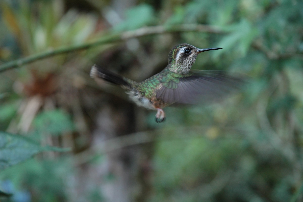 Speckled Hummingbird - Francisco Sornoza