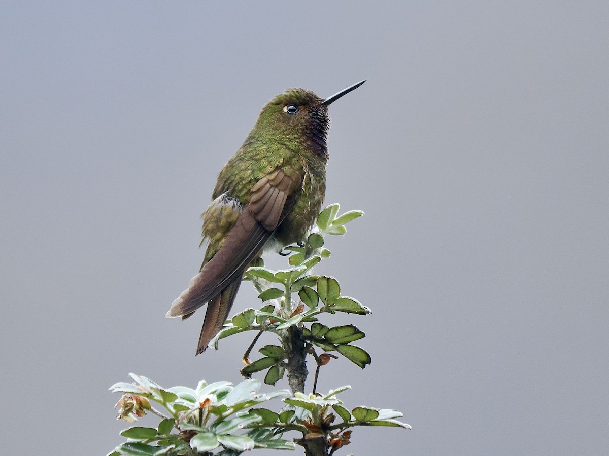 Violet-throated Metaltail - ML617138667