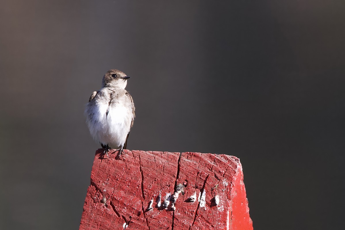 Northern Rough-winged Swallow - ML617138679