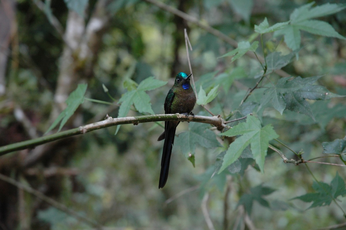 Violet-tailed Sylph - ML617138681