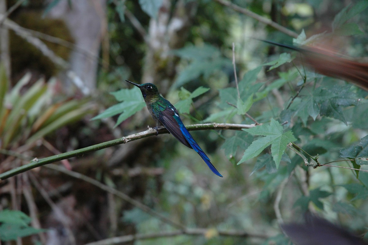 Violet-tailed Sylph - ML617138683