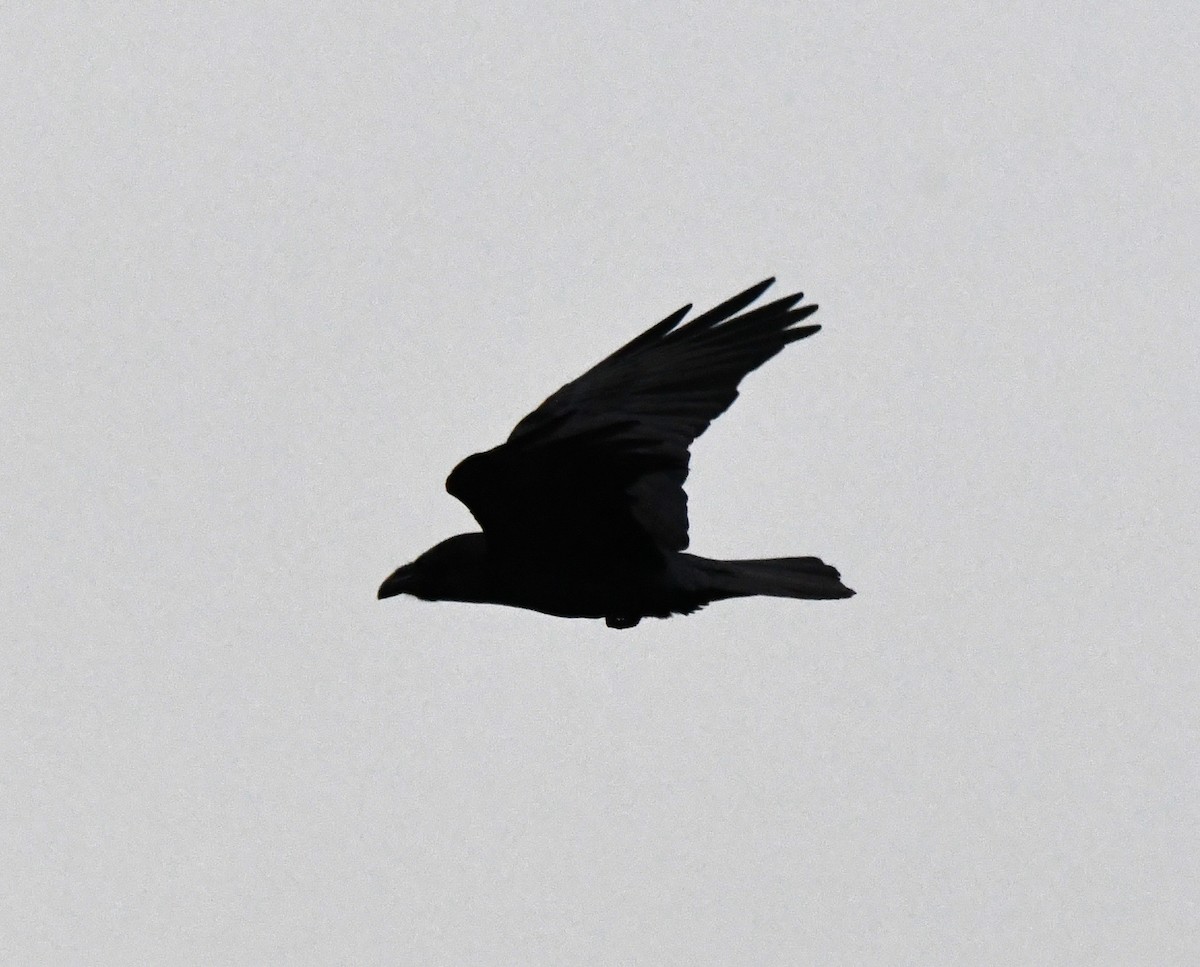 Common Raven - ML617138721