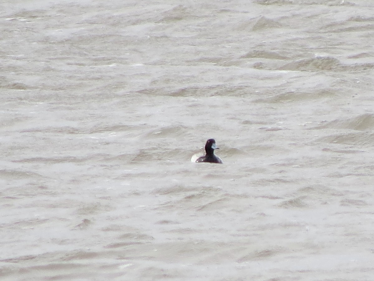 Greater Scaup - ML617138726