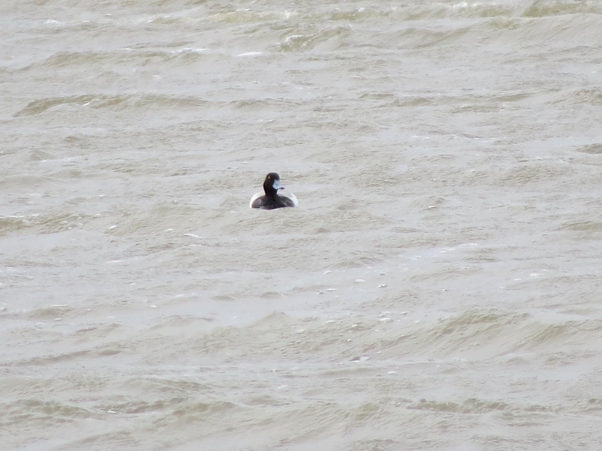 Greater Scaup - ML617138741