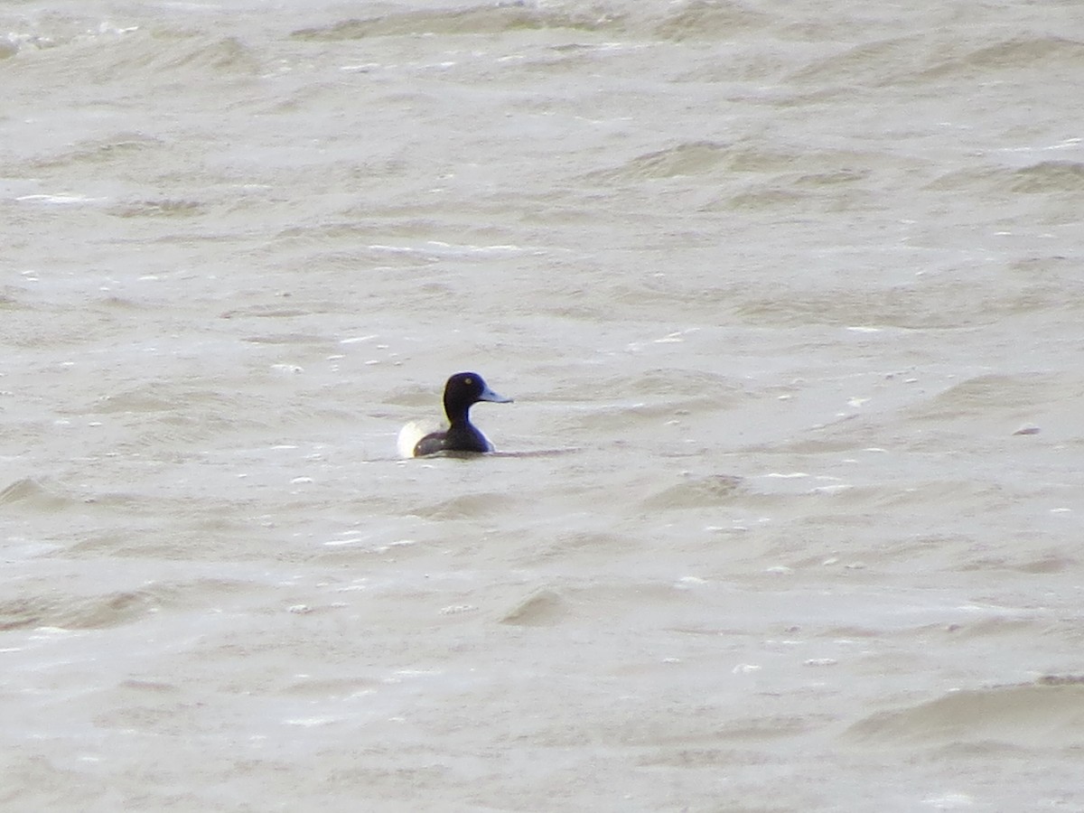 Greater Scaup - ML617138744