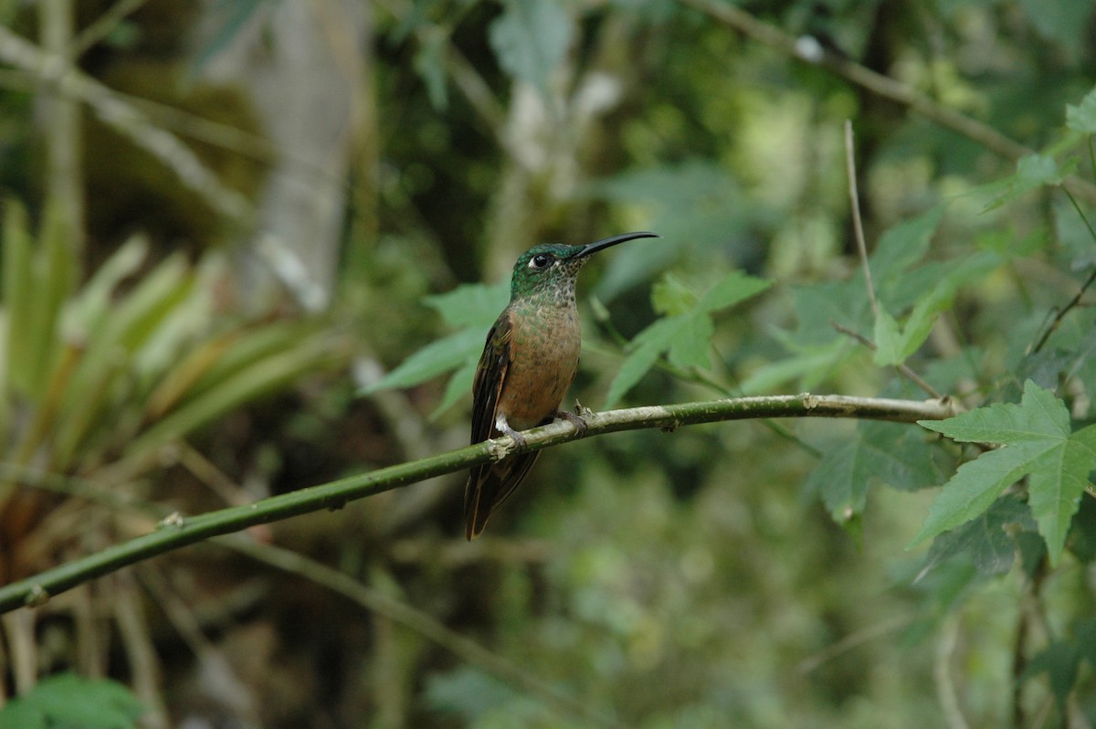 kolibřík hnědobřichý - ML617138745