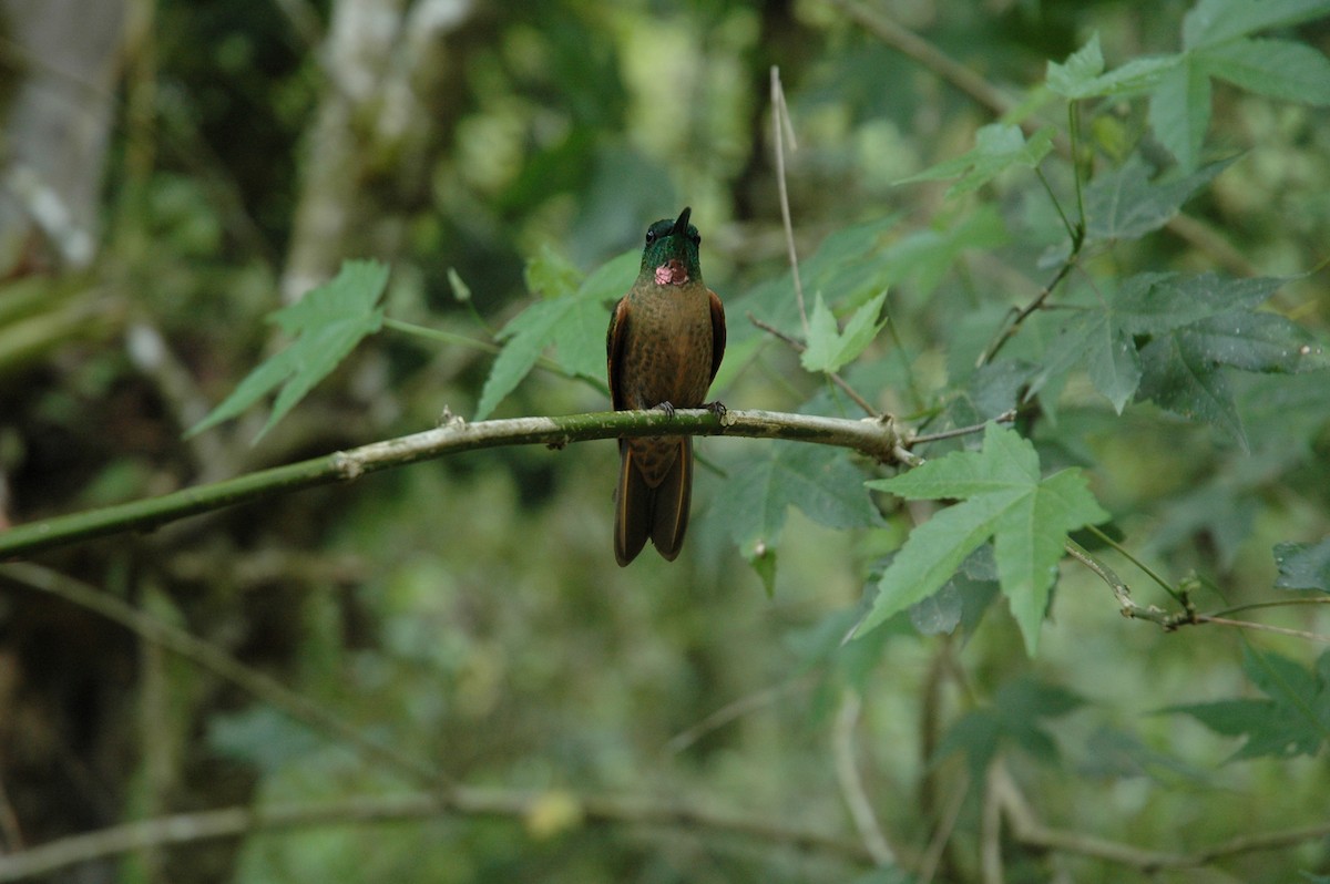 kolibřík hnědobřichý - ML617138746