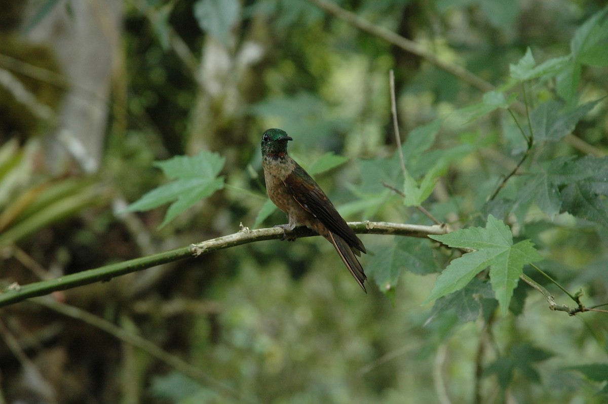 kolibřík hnědobřichý - ML617138747