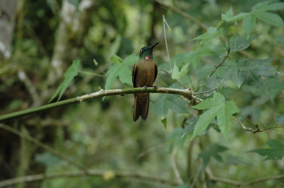 kolibřík hnědobřichý - ML617138748