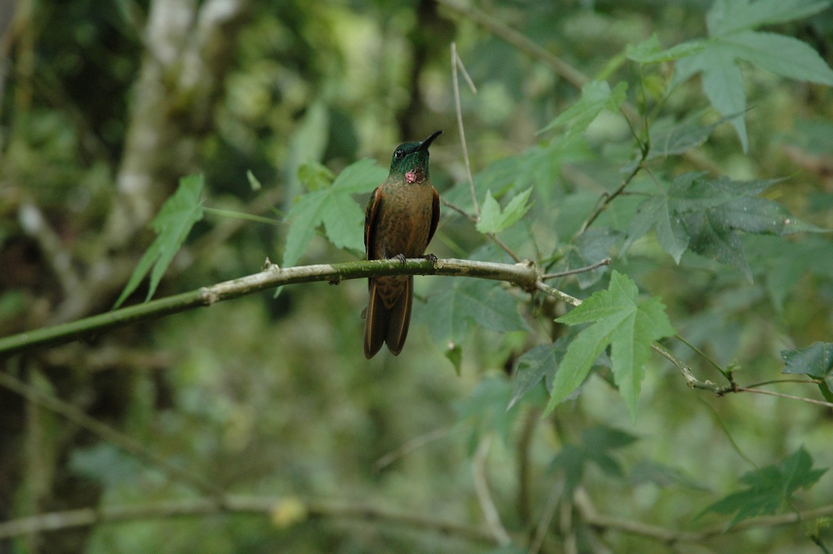 kolibřík hnědobřichý - ML617138749