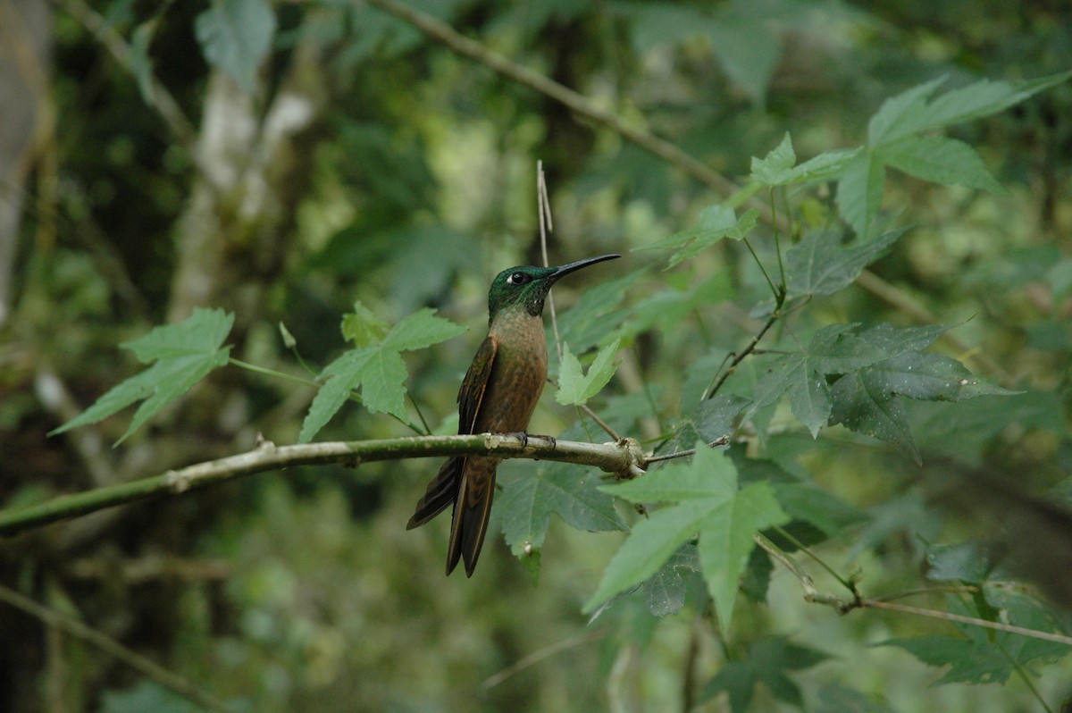 kolibřík hnědobřichý - ML617138751