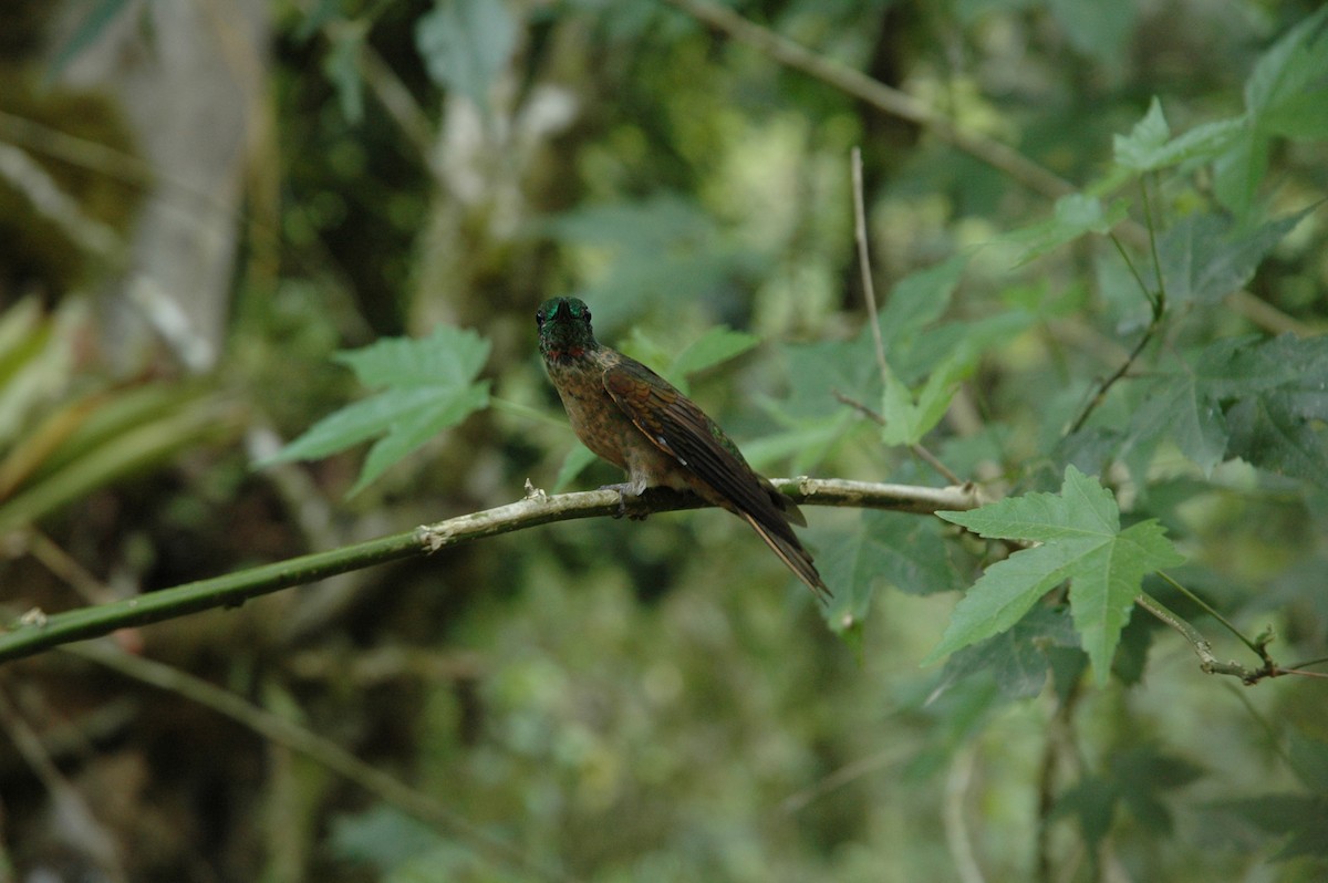 kolibřík hnědobřichý - ML617138752