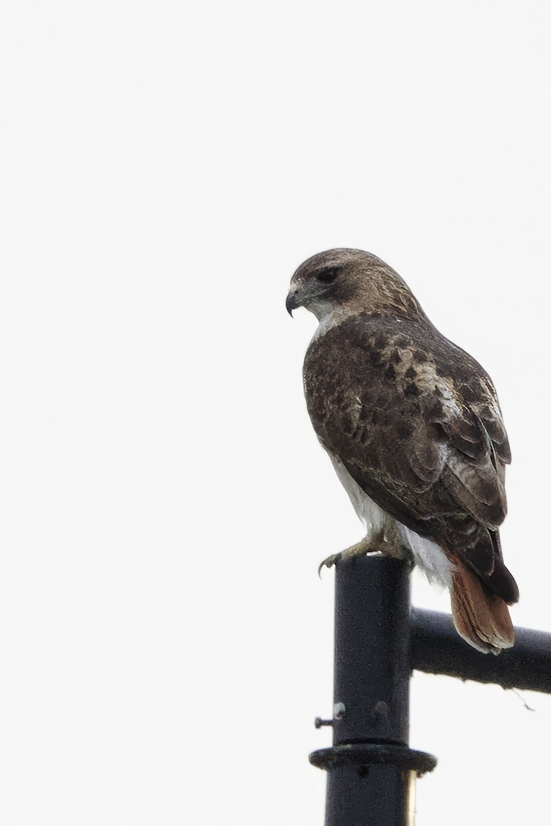 Red-tailed Hawk - ML617138754