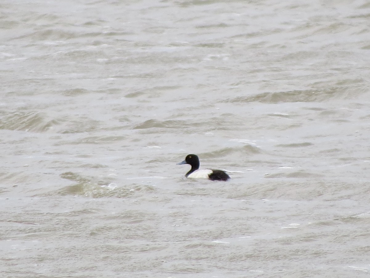 Greater Scaup - ML617138770