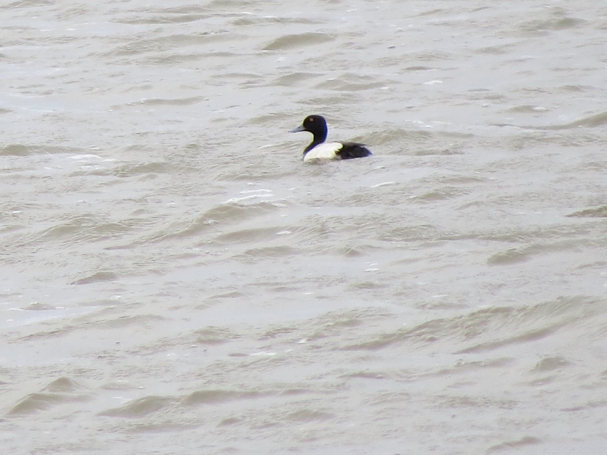 Greater Scaup - ML617138771
