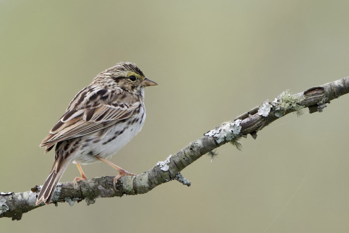 Savannah Sparrow - ML617138792