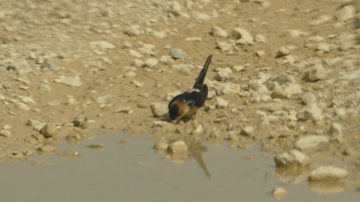 Red-rumped Swallow - ML617138870