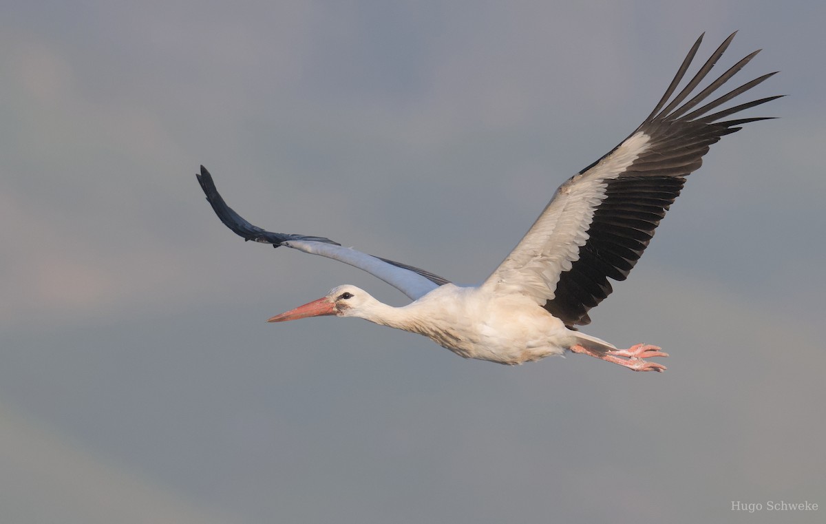 White Stork - ML617138922