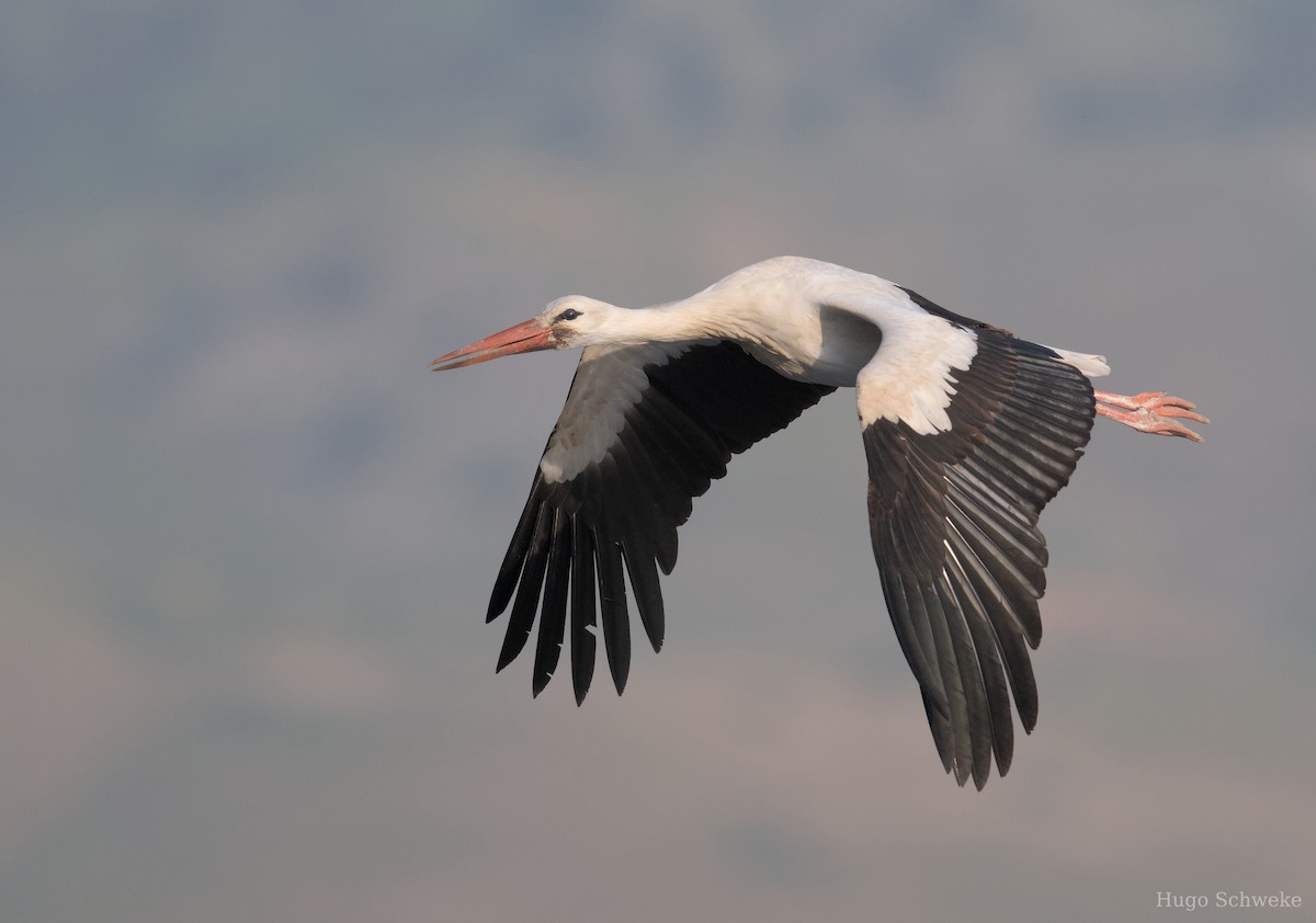 White Stork - ML617138925