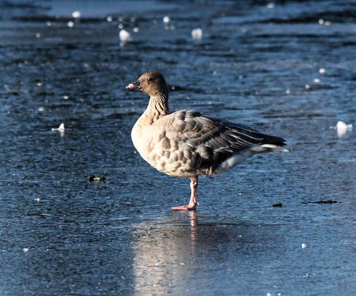 Pink-footed Goose - ML617138956