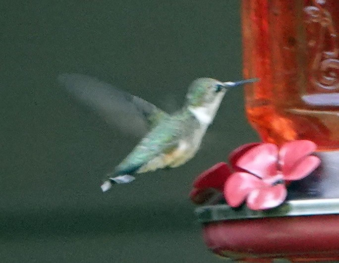Ruby-throated Hummingbird - ML617139136