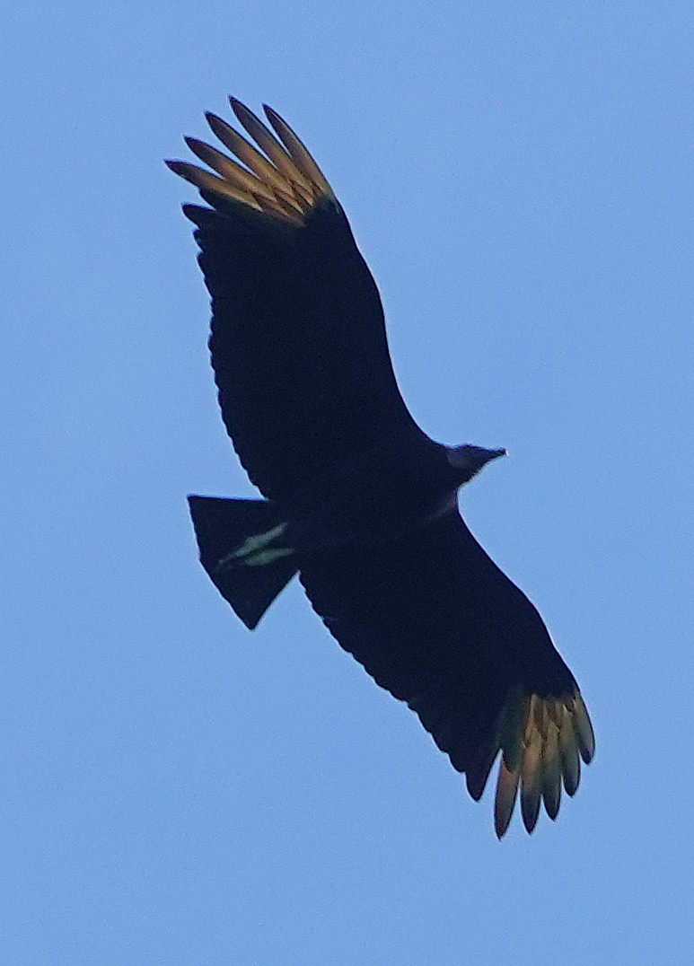 Black Vulture - ML617139200