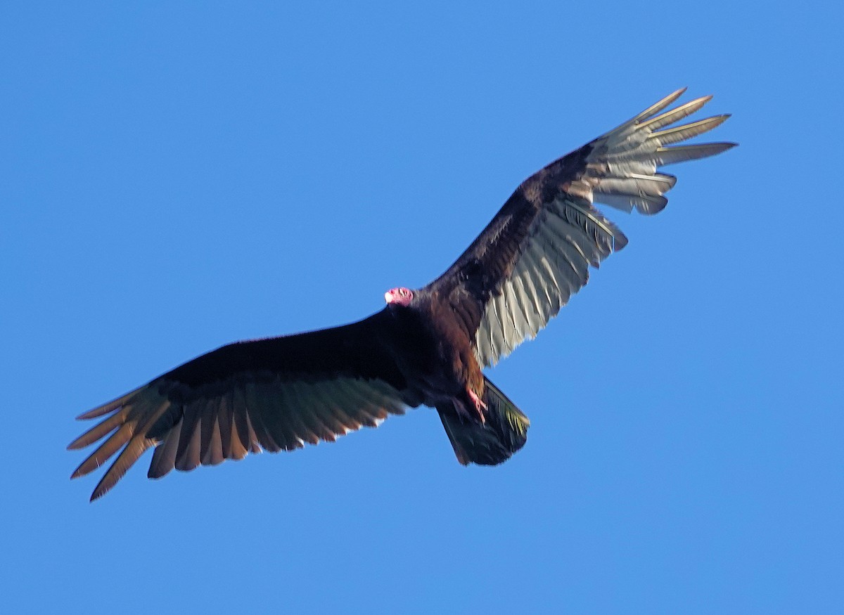 Turkey Vulture - ML617139205