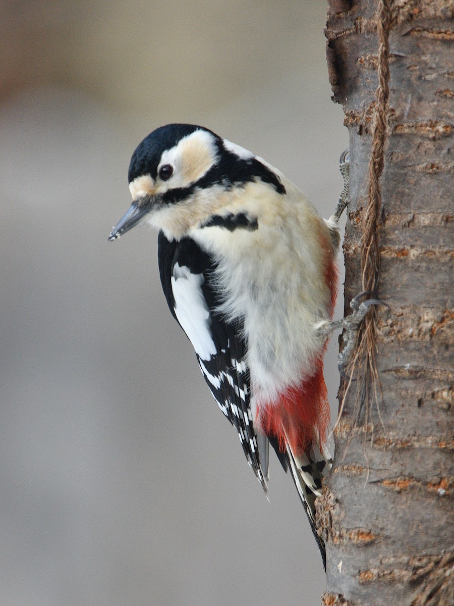Great Spotted Woodpecker - Kevin Honour