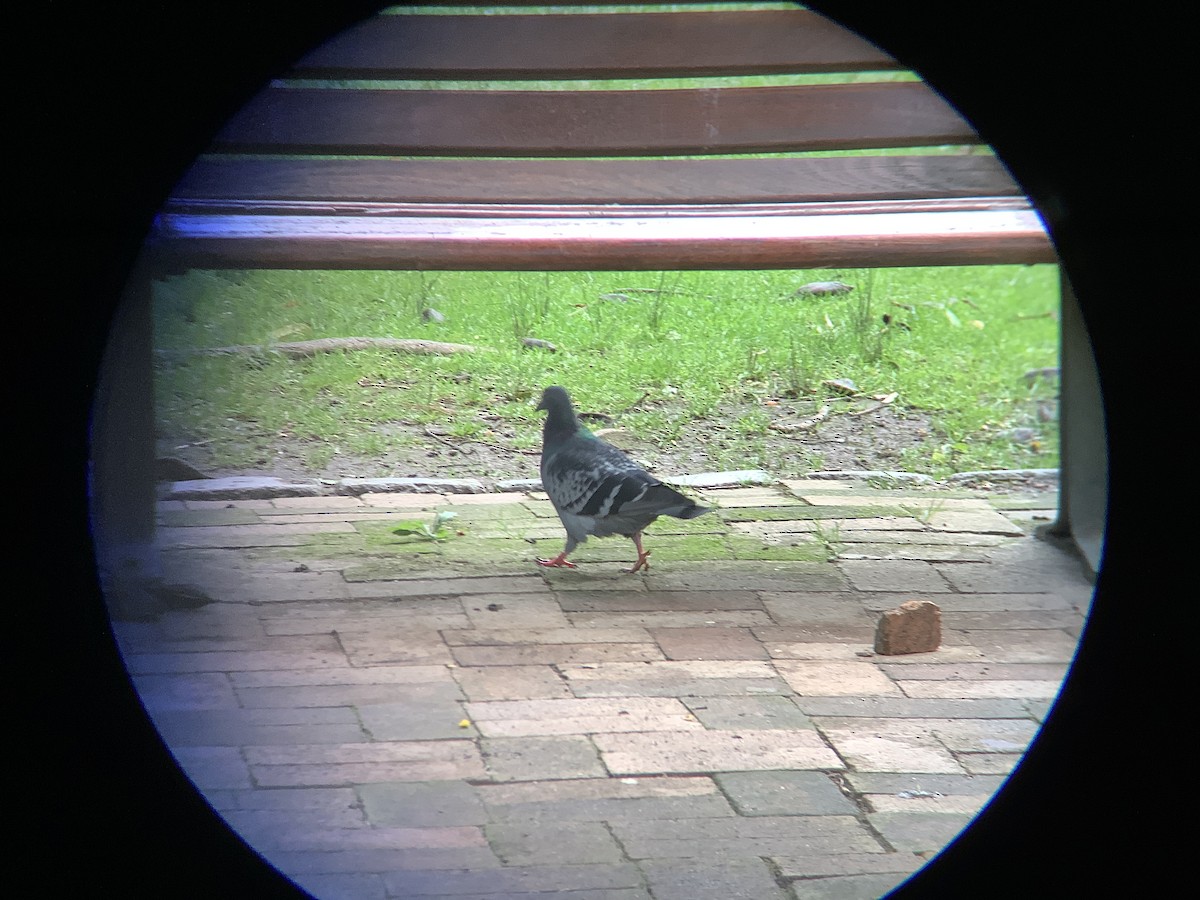 Rock Pigeon (Feral Pigeon) - ML617139229