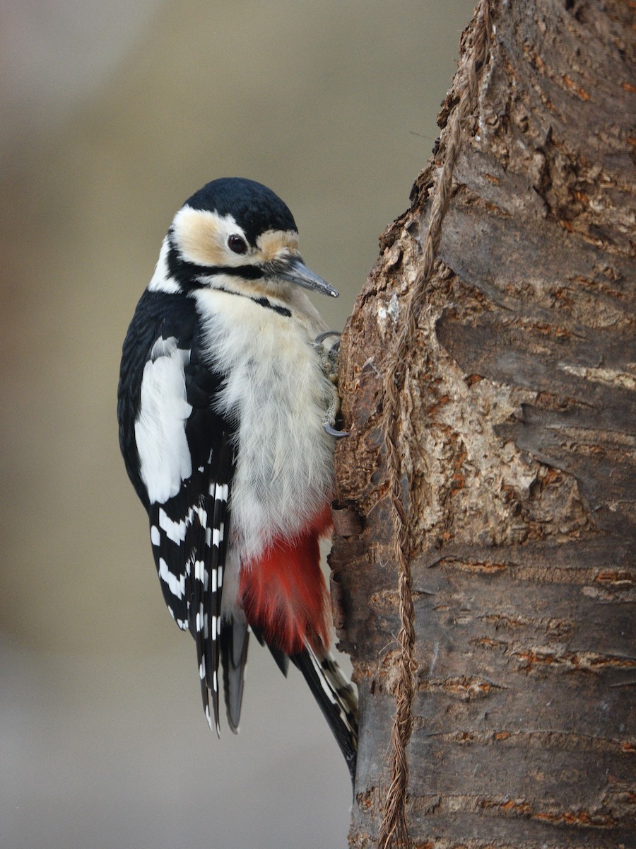 Great Spotted Woodpecker - ML617139230