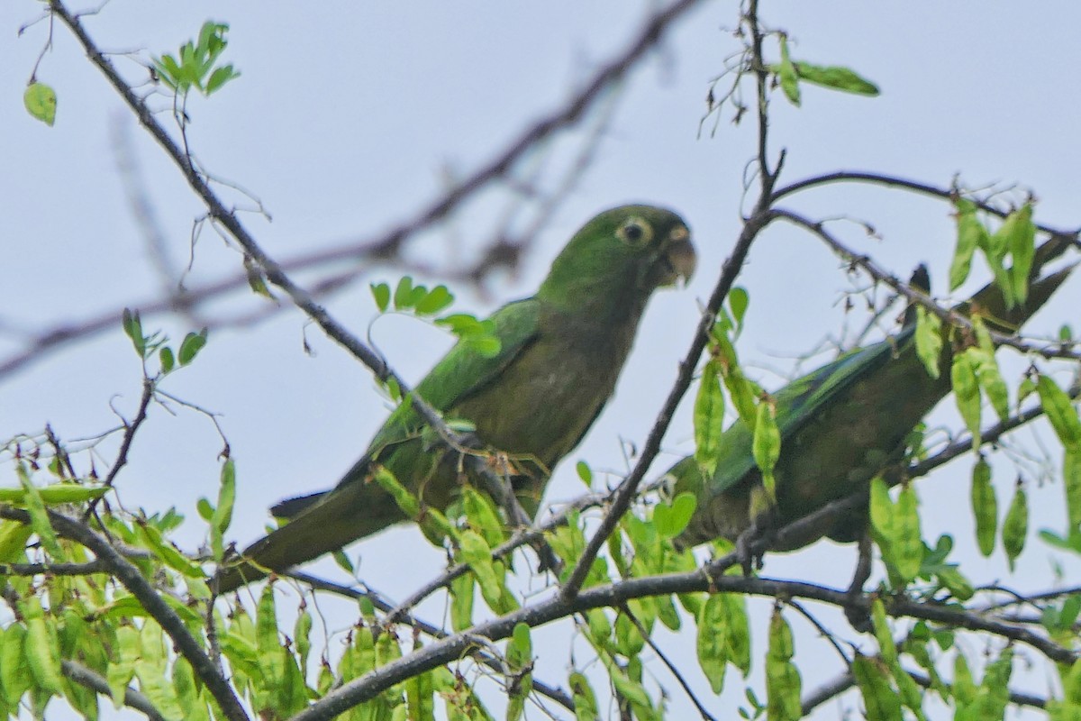 Olive-throated Parakeet - ML617139371