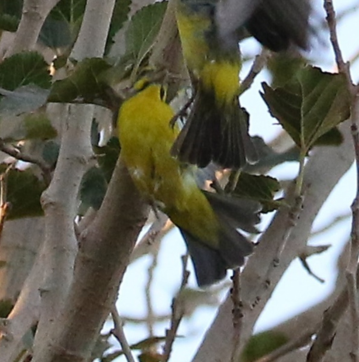 Yellow-fronted Canary - ML617139438