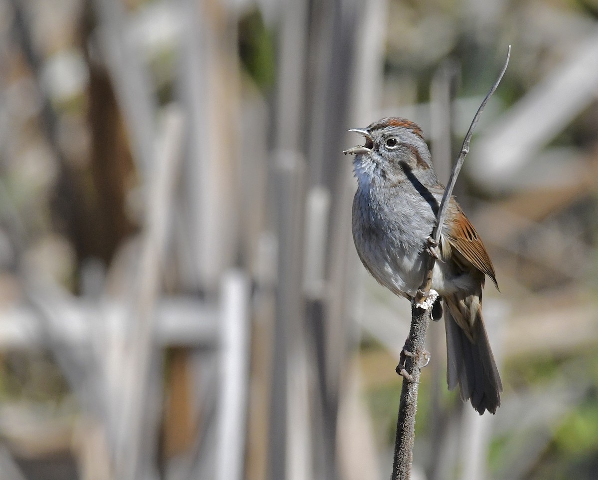 Swamp Sparrow - jen brumfield