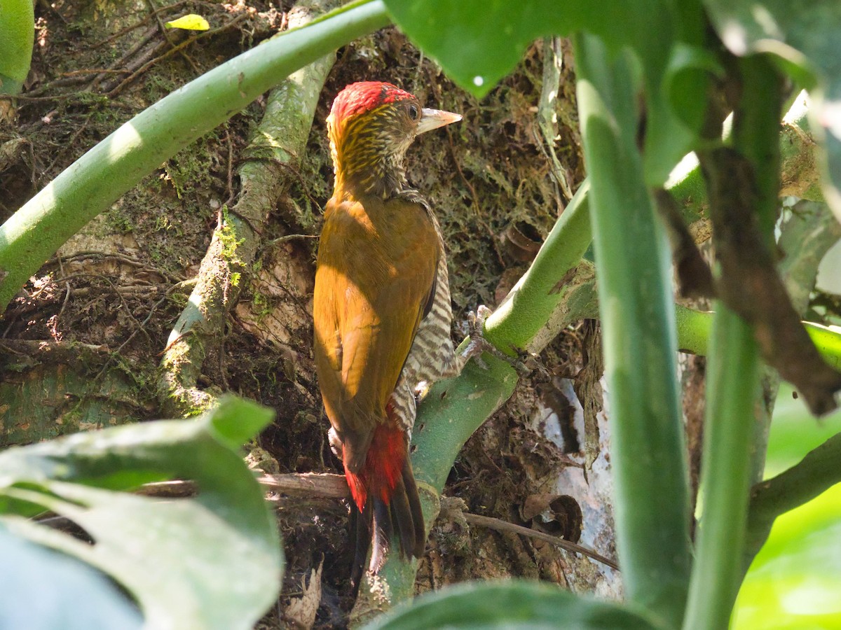 Red-rumped Woodpecker - ML617139567