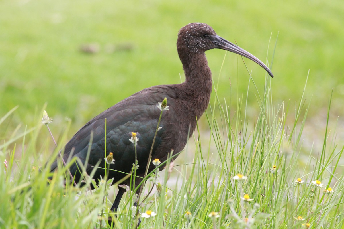 ibis andský - ML617139568
