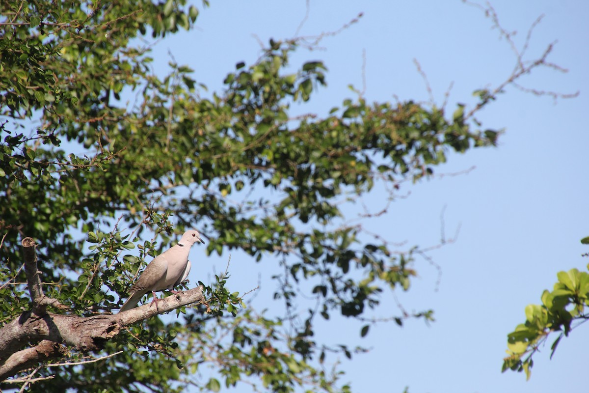 African Collared-Dove - ML617139577