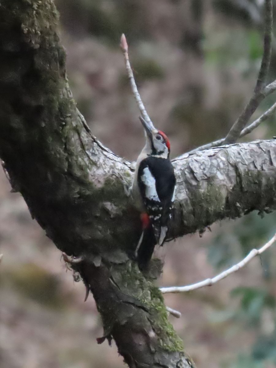 Himalayan Woodpecker - ML617139589