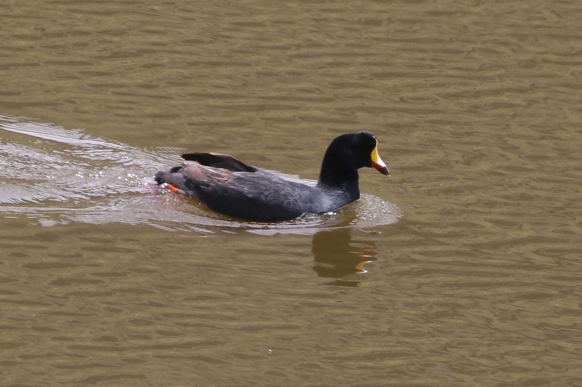 Giant Coot - ML617139629