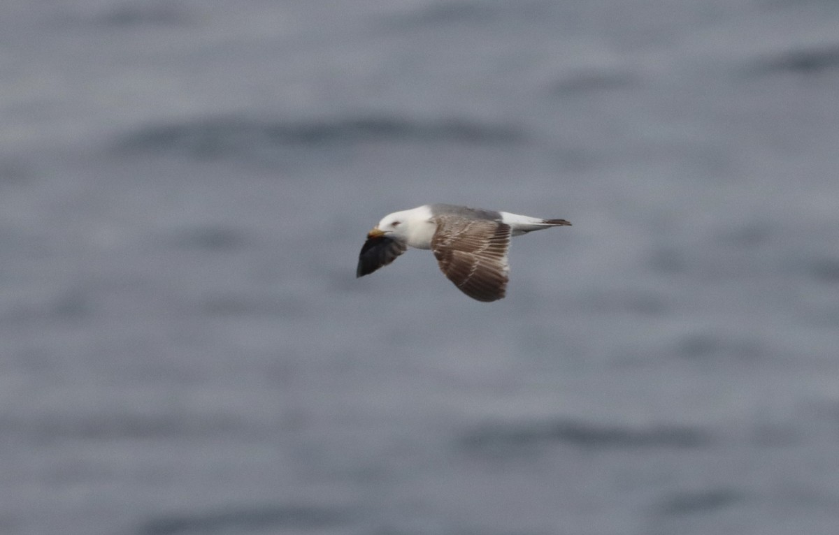 Yellow-legged Gull (atlantis) - ML617139648