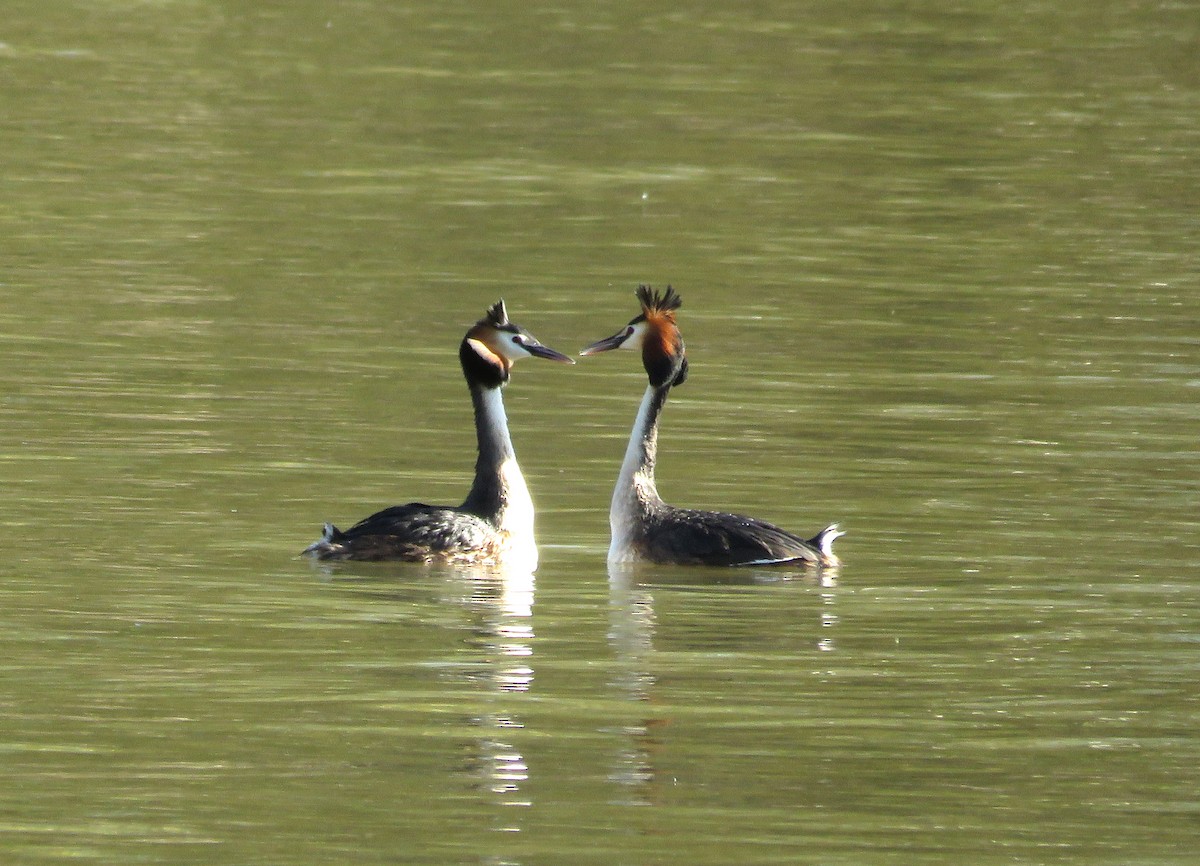 Great Crested Grebe - ML617139819
