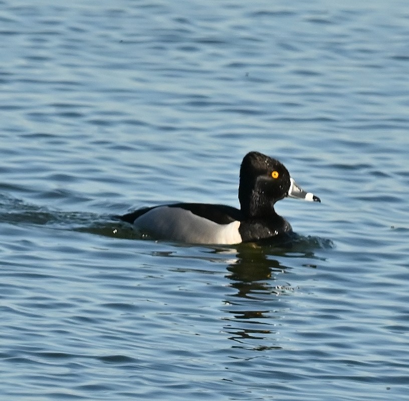 Ring-necked Duck - ML617139861