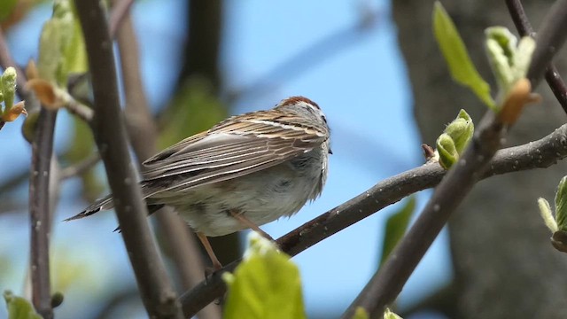 Chipping Sparrow - ML617139876