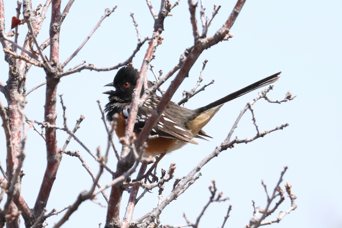Spotted Towhee - ML617139908