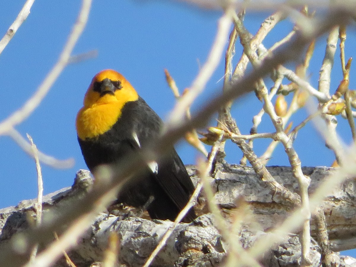 Yellow-headed Blackbird - ML617139932