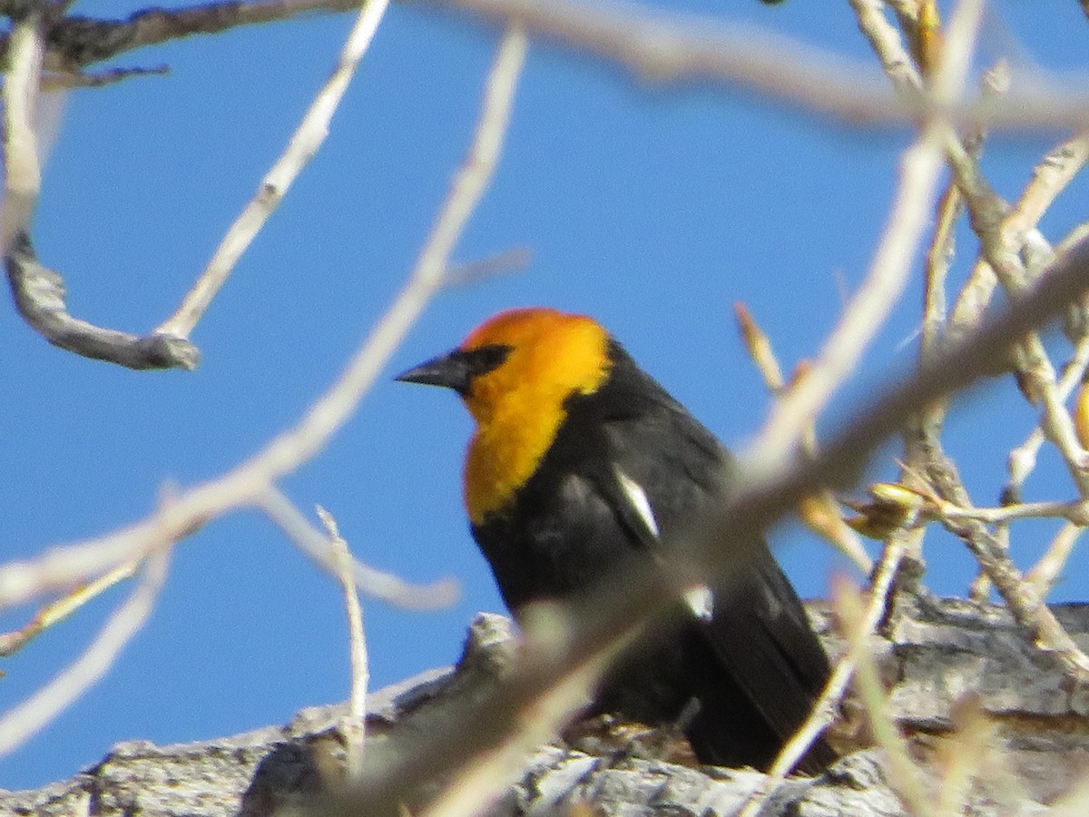 Yellow-headed Blackbird - ML617139939