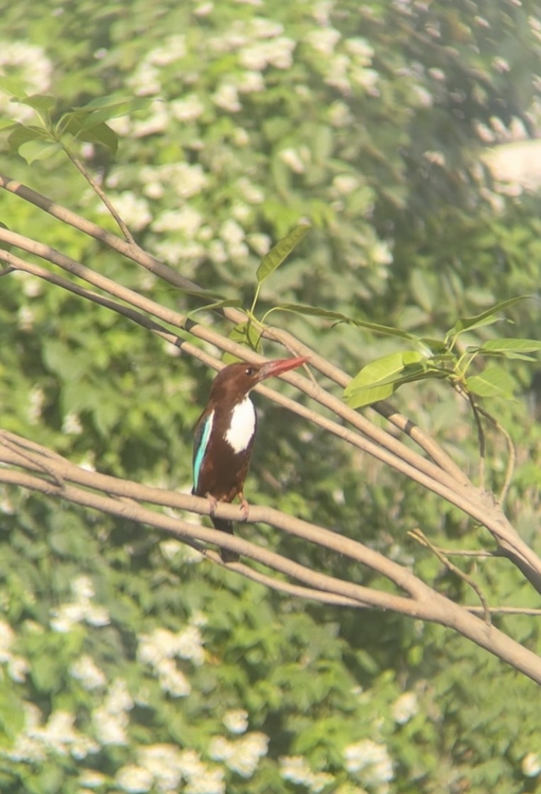 White-throated Kingfisher - Isheta Divya