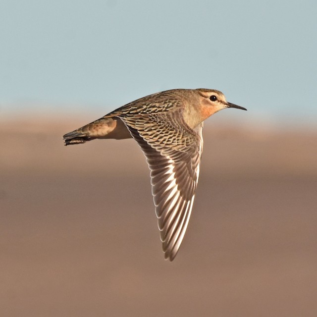 Formative Tawny-throated Dotterel (subspecies <em class="SciName notranslate">ruficollis</em>). - Tawny-throated Dotterel - 